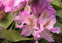 Hummel beim sammeln von Pollen