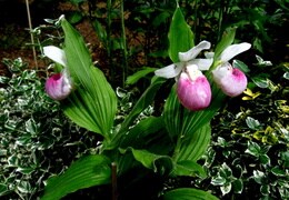 Gartenfrauenschuh -Cypripedium reginae-