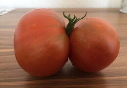Tomatenzwilling
