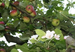 Äpfel und Blüten im Herbst/Winter