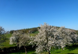 Kirschblüte in Jauernick-Buschbach