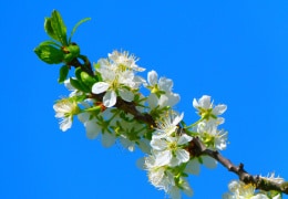 Ein Wunder der Natur - Kirschblütenzweig