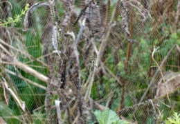Spinnenweben überall