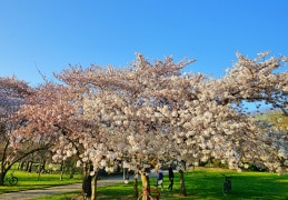 Blühende Kirschbäume am Elbufer in Dresden 