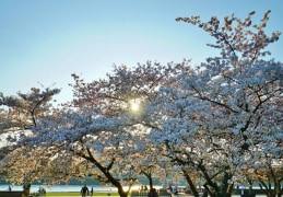 Blühende Kirschbäume am Elbufer in Dresden 