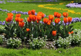Tulpen am Palais im Großen Garten