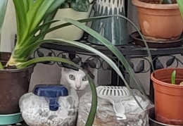 Unsere Katze Luna  versteckt sich gern 