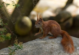 Eichhörnchen , weiblich, bei der Fellpflege
