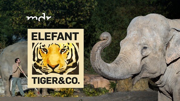 Elefant Tiger Und Co Mediathek