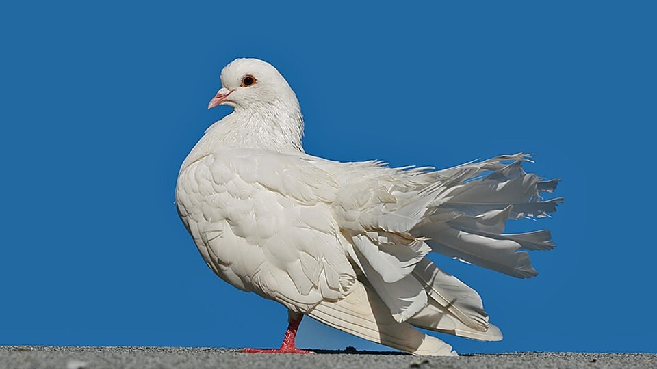 Weiße Taube Gesehen Bedeutung