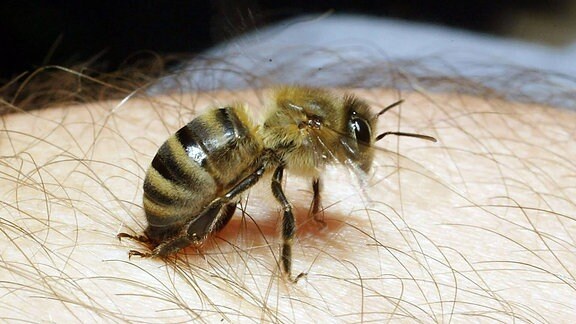 Biene setzt zum Stich an