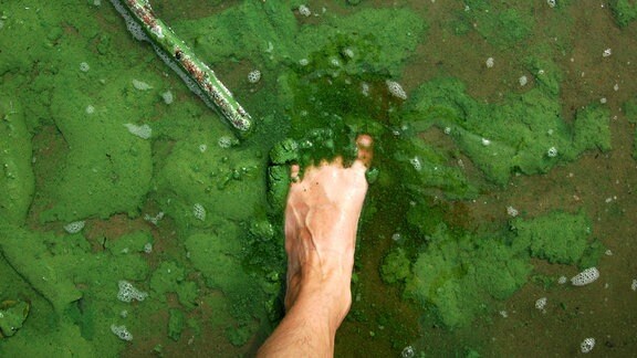 Fuß in mit Blaualgen verschmutztem Wasser