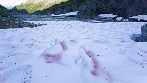 Rote Schneealgen in einer Berglandschaft.