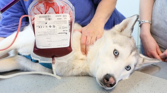 Ein Husky bekommt Blut abgenommen.