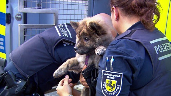 Polizisten nehmen Hundewelpen in Gewahrsam
