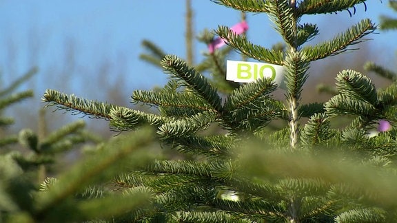 Weihnachtsbaum mit Bio-Siegel