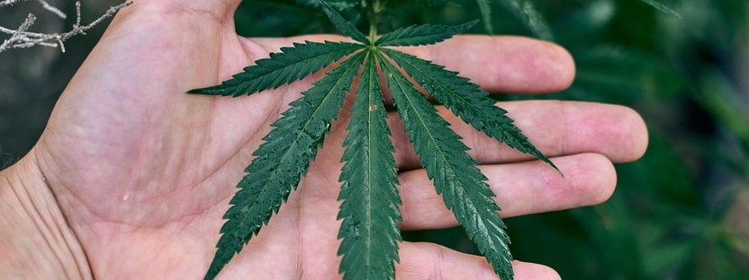 Cannabis Legalisierung: Marihuana, THC, CBD und Haschisch - Das