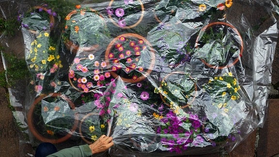 Eingetopfte Blumen, mit einer Plastikfolie überdeckt, werden vor Nachtfrost geschützt.