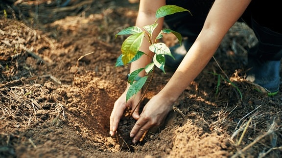 Eine Frau pflanzt ein Baum.