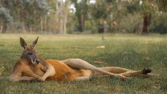 Ein Känguruh liegt in entspannter Pose auf einer Wiese.