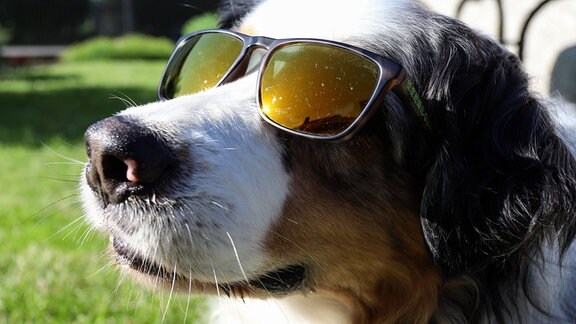Win Hund (Australian Shepherd), liegt mit Sonnenbrille im Garten