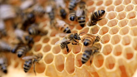 Honigbienen in einer Imkerei, 2021