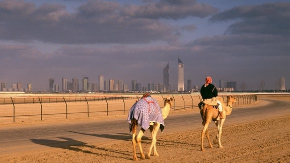 Kamele in Dubai