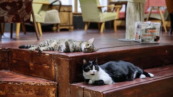 Katzen in einem Café