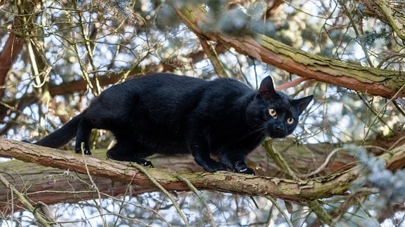 Ein schwarzer Kater klettert in einem Baum