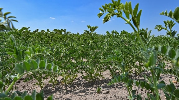 Kichererbsenpflanzen der Sorte Cicerone wachsen auf einem Feld.