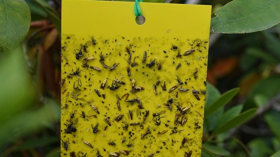 Insekten kleben an Gelbtafel