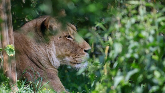 Löwin Kigali liegt in der Löwensavanne Makasi Simba im Leipziger Zoo.