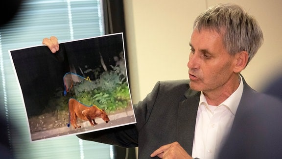 Michael Grubert (SPD), Bürgermeister von Kleinmachnow, erklärt bei einem Pressegespräch anhand von Fotos, weshalb es sich bei dem gesuchten Raubtier um keine Löwin handelt. 