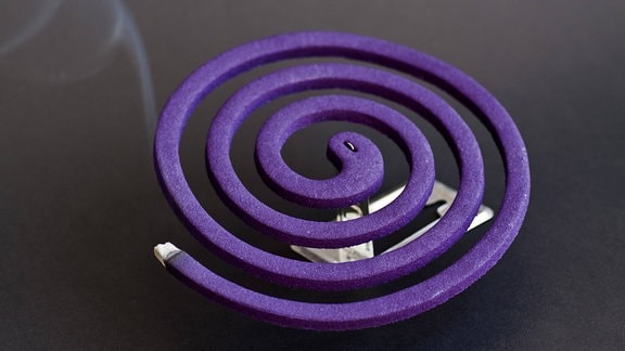 Brennendes violettes spiralförmiges Räucherstäbchen zur Vertreibung von Mücken und anderen Insekten