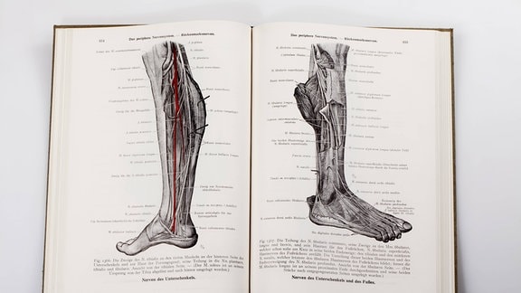 Holzschnitte in einem medizinischen Fachbuch, Darstellung der Nerven im menschlichen Bein