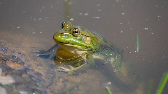 Ein Ochsenfrosch sitzt in einem Teich