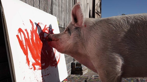 Pigcasso, ein malendes Schwein, malt ein Bild