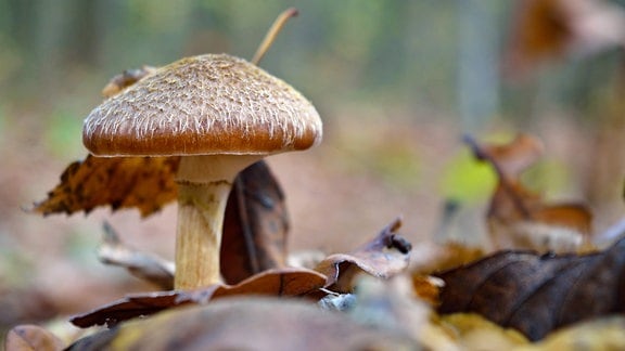 Ein Pilz steht auf Waldboden