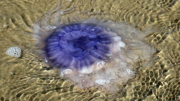 Blaue Nesselqualle im Flachwasser