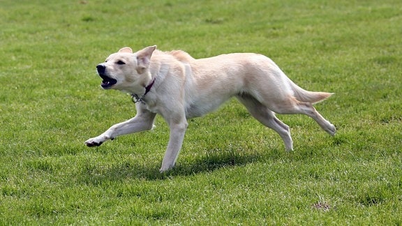 Hund rennt bellend über eine Wiese. 