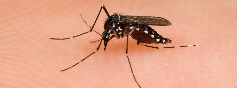 Was gegen Mücken auf Mallorca hilft und was Sie bei Stichen tun