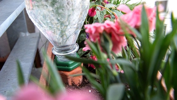 Ein Bewässerungssystem mit Flasche und Tonkegel steckt 2019 in einem Blumenkasten auf einem Balkon.