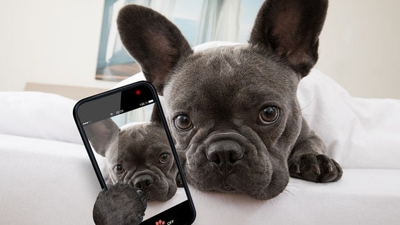Hund mit Smartphone