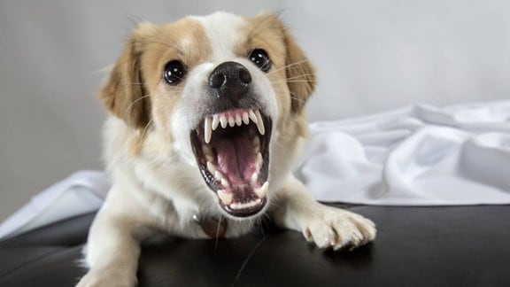 Hund fletscht Zähne