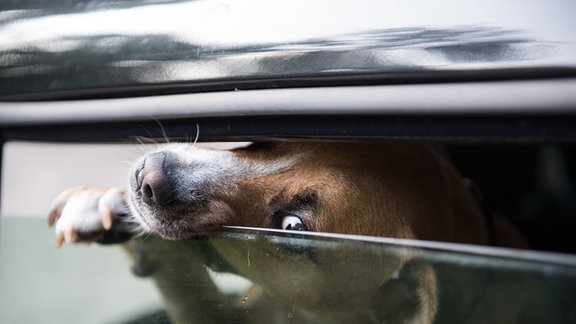 Ein Hund quetscht seine Schnauze durch einen geöffneten Spalt im Autofenster.