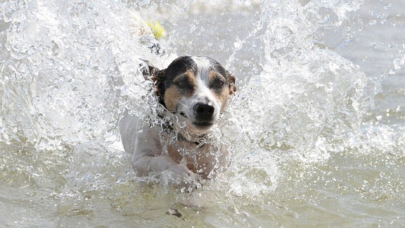 Jack-Russell-Terrier im Wasser