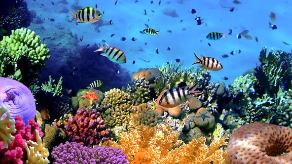Korallenkolonie auf einem Riff