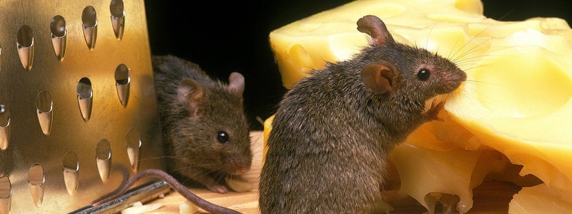 Mäuse aus Haus oder Garten vertreiben - das hilft wirklich gegen die  Plagegeister