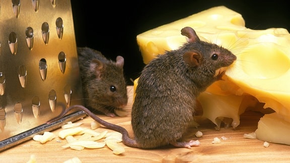 Mäuse mit Reibe und Käse