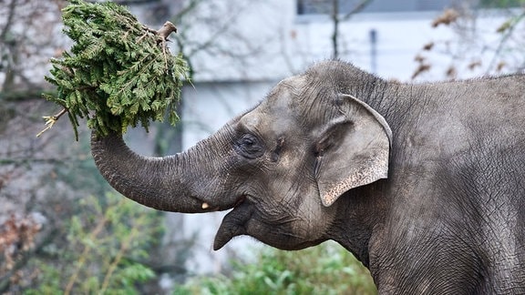 Elefant bei der tradtionellen Weihnachtsbaumfütterung im Berliner Zoo.